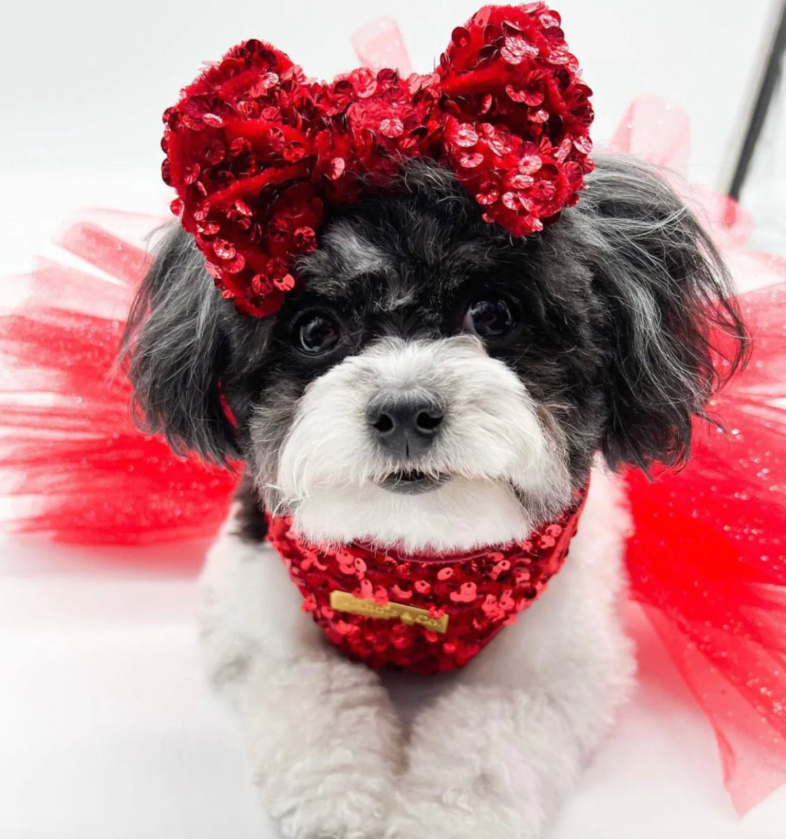 Maggie And Co. Pepper Sequin Harness - Posh Puppy Boutique