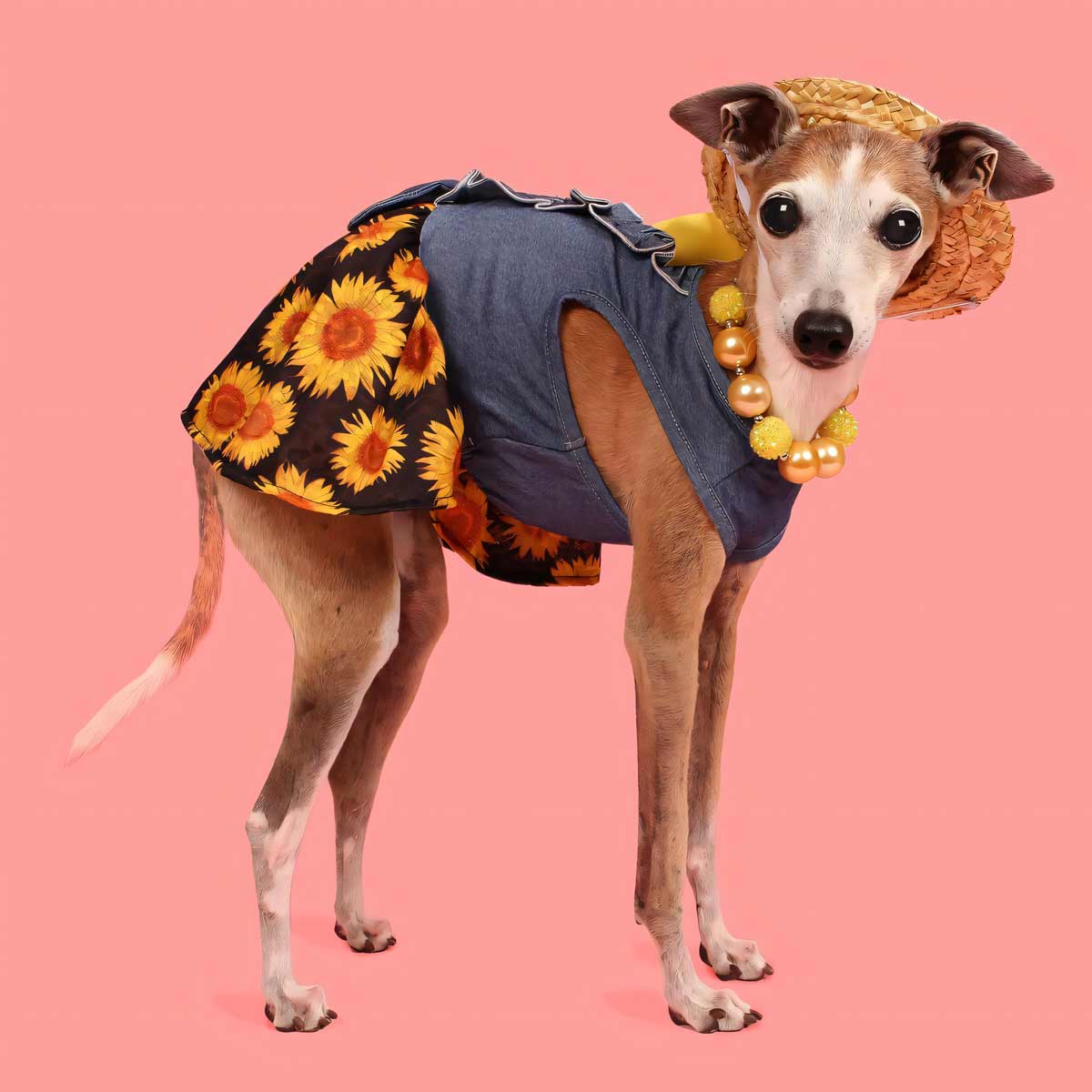 ocean denim dog dress sale Sunflower – Posh Puppy Boutique From vibrant patterns to stock_policy:waitlist Size:2 US Backless dress with a