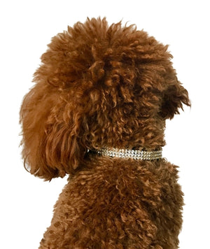 Movie Star Collar in Cheetah - Posh Puppy Boutique