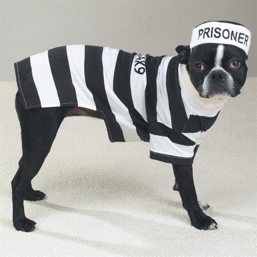 Prison Pooch Costume