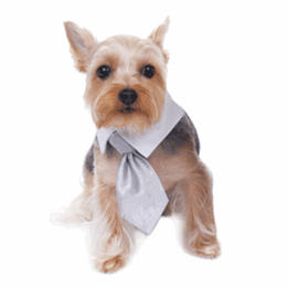 Adam Shirt Tie Collar - Posh Puppy Boutique