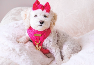 Maggie and Co. Velvet Collection: The Bombshell Harness