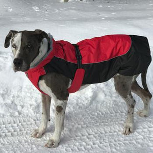 Alpine All Weather Dog Coat - Red and Black