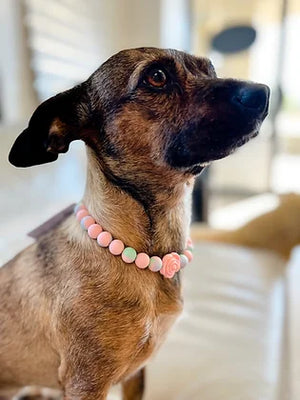 Dainty Rose Beaded Pet Collar