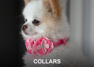 Discover Luxury and Style at Our Dog Collar Boutique