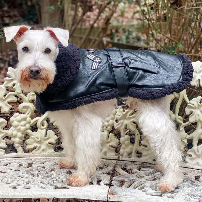 Black Top Dog Flight Coat with Leash