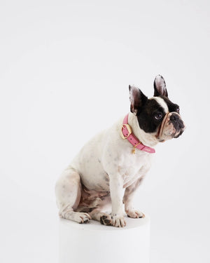 Hachiko Dog Collar in Pink