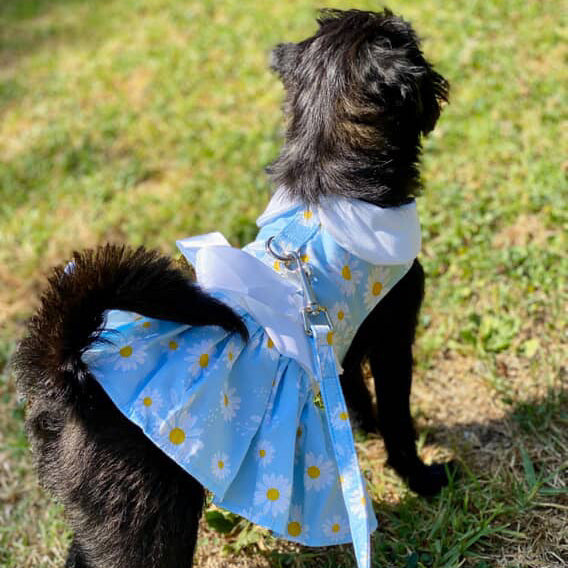 blue dog dresses Doggie Design Daisy Dress with Matching Leash (XS) x-sibling-handle:alexandrite-short-sleeve-midi-dress 54cm / 21.3inch Can you wear black Size (US):2