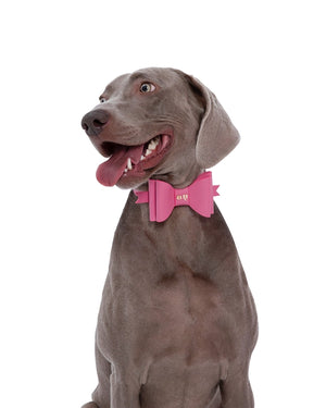 Metapink Bow Dog Collar