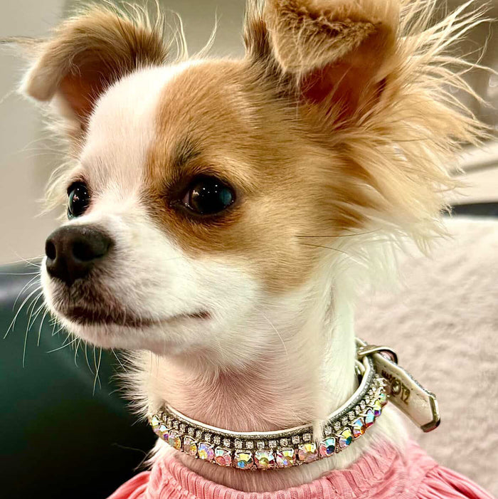 Inner Harmony Pet Collar - Aura Chakra Inspired