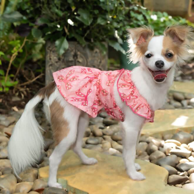 Ruffle Sleeves Bowknot Dog Dress