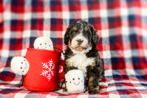 Zippypaws Hot Cocoa Burrow Toy