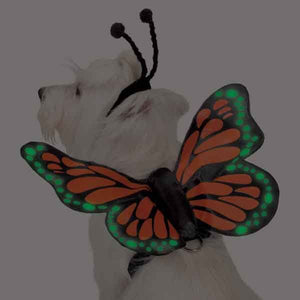 Zack & Zoey Butterfly Glow Wings Pet Harness Costume