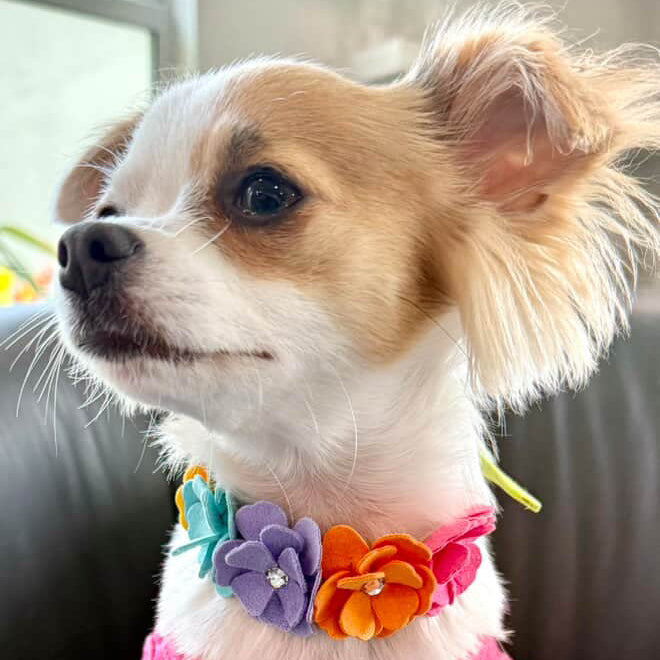 Susan Lanci Rainbow Tinkies Garden Dog Collar