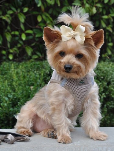 Cute Girl Yorkie Haircuts Girl Yorkie Cuts American River Ultra Choke Free Dog Harness