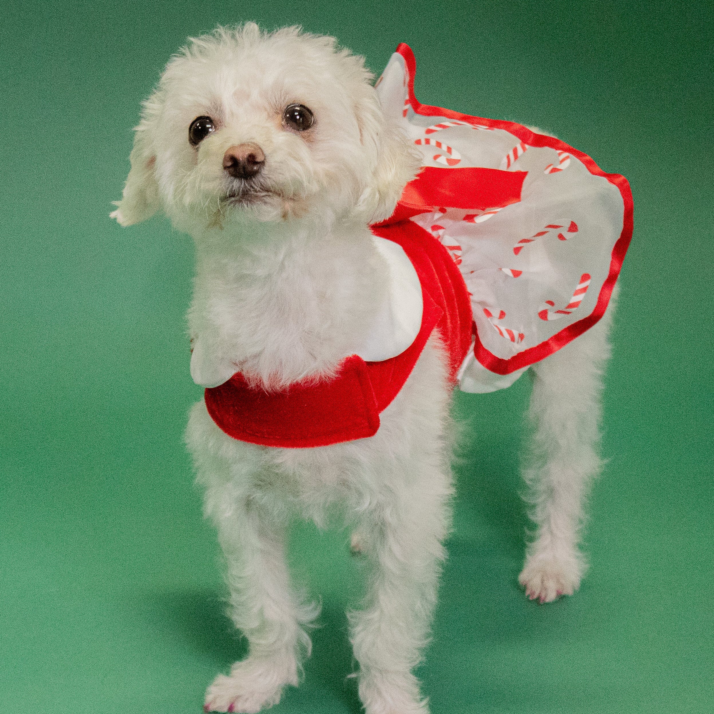 white christmas dresses Dog Winter Luxury Dress Christmas Coat