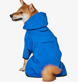 Hooded Softshell Waterproof Jacket in Dazzling Blue