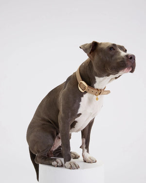 Hachiko Dog Collar in Beige