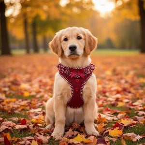 American River Choke Free Dog Harness Polka Dot Collection - Wine Polka Dot