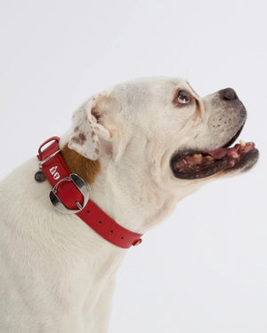 Hachiko Dog Collar in Red