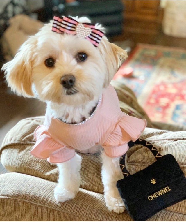 it-dogsバレリーナチュチュ　XS Chewnel Classique Black Purse - Posh Puppy Boutique