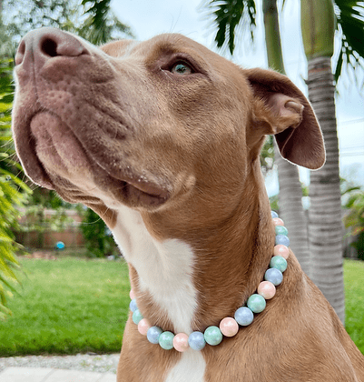 Pastel Glam Pet Collar