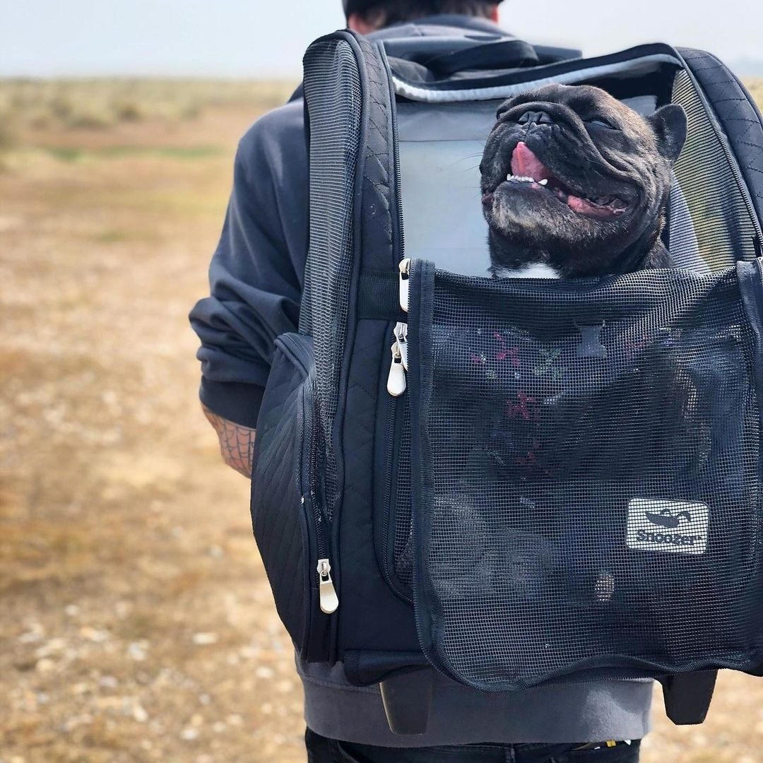Roll Around Travel Dog Carrier Backpack in Black – Posh Puppy Boutique