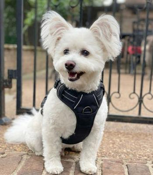 Venture Paw Pull Control Dog Harness - Midnight