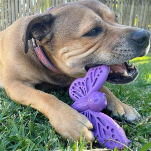 Butterfly Shaped Ultra Durable Nylon Dog Chew & Enrichment Toy