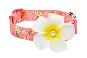Tropical Flower Dog Collar in Pink
