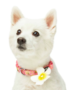 Tropical Flower Dog Collar in Pink