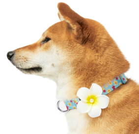 Tropical Flower Dog Collar in Blue