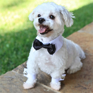 White Shirt Dog Collar with Black Bow Tie - Posh Puppy Boutique