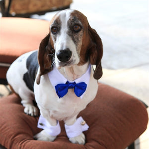 White Shirt Dog Collar with Royal Blue Bow Tie - Posh Puppy Boutique