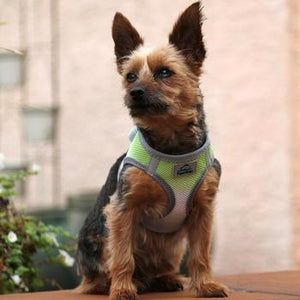 American River Ultra Choke Free Dog Harness- Ombre Collection -Limestone Gray - Posh Puppy Boutique