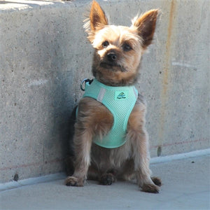 American River Ultra Choke-Free Mesh Dog Harness - Teal - Posh Puppy Boutique