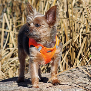 American River Ultra Choke-Free Mesh Dog Harness - Hunter Orange - Posh Puppy Boutique