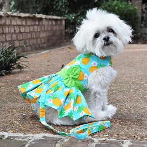 2 in 1: Dress + harness for dog Royal Pup Petbutik