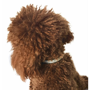 Movie Star Collar - Black - Posh Puppy Boutique