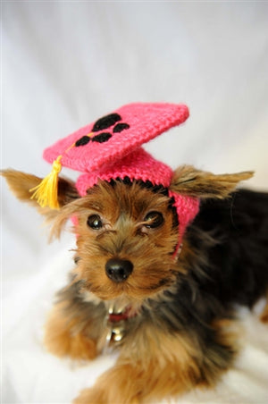 Hot Pink Knit Graduation Cap for Dogs - Posh Puppy Boutique