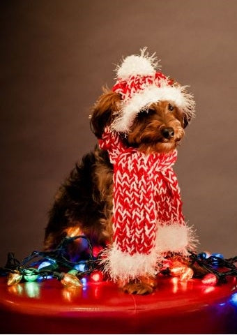 Knit Hat and Scarf for Dogs- Red/White