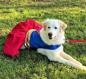 Supergirl Dog Harness Dress - Posh Puppy Boutique