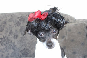 Black Wig with Red Rose and Bow - Posh Puppy Boutique