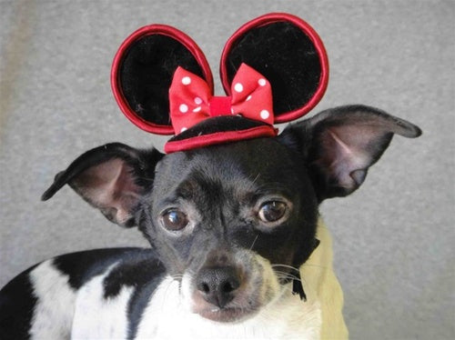 Mini Mouse Hat in Red - Cat or Dog