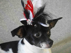 Black Pirate Hat with White Trim- Red Black White Feathers - Posh Puppy Boutique