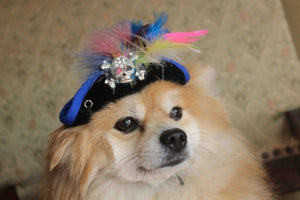 Black Pirate Hat with Blue Trim and Yellow Feather - Posh Puppy Boutique