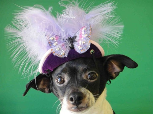 Light Purple Feather, Silver Butterfly Purple Hat - Cat or Dog