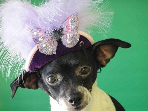 Purple Butterfly Hat - Cat or Dog - Accessories - Hats Posh Puppy Boutique
