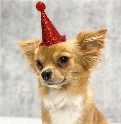 Pooch Party Hat in Red
