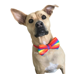 Pride Bow Tie - Posh Puppy Boutique